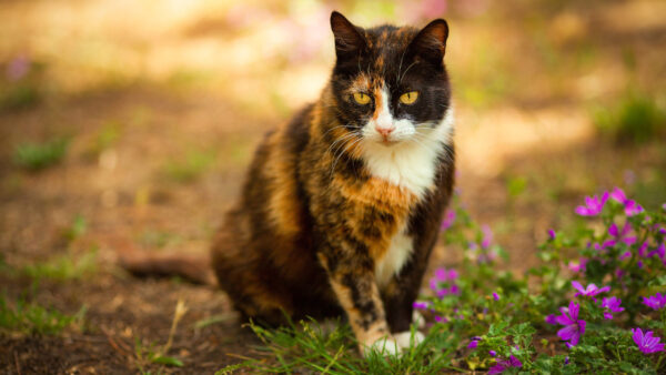 Wallpaper Grass, Blur, White, Sitting, Cat, Eyes, Black, Brown, Green, Yellow, Background