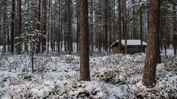 Wallpaper Frozen, Winter, Mobile, Desktop, Trees, Forest, Wood, Bushes, House, Beautiful