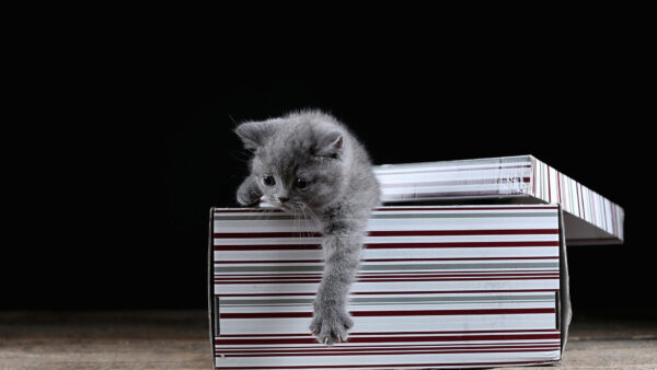 Wallpaper Black, Kitten, Background, Fur, Box, Dark, Cat, Inside, Ash