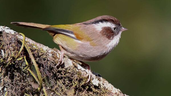 Wallpaper Birds, Green, Fulvetta, Background, White-Browed, Blur, Branch, Tree, Bird