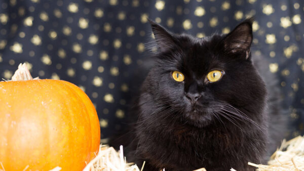 Wallpaper Sitting, Black, Cat, Eyes, Near, Pumpkin, Yellow, Closeup, View