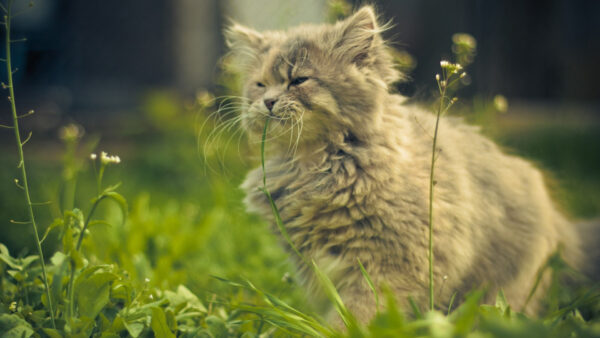 Wallpaper Bokeh, Cat, Light, Background, Kitten, Standing, Ash, Blur