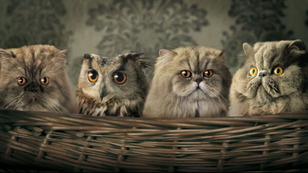 Wallpaper Grey, Yellow, Eyes, Cat, Funny, Inside, Owls, Basket, Face