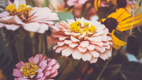 Wallpaper Plants, Pink, Light, Petals, Chrysanthemum, Flowers