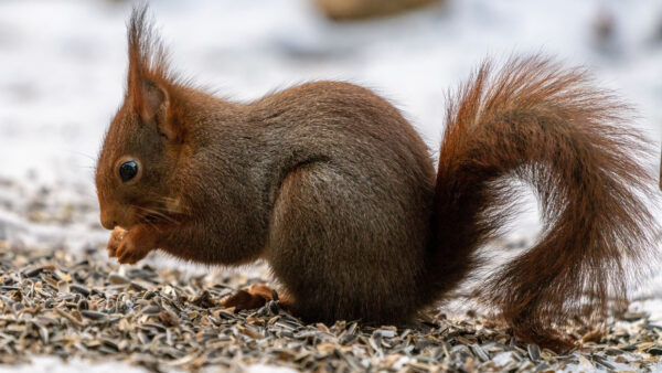 Wallpaper Fur, Standing, Blur, Background, Squirrel, Brown, Paws