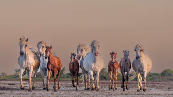 Wallpaper Horse, Running, Are, Sky, Sand, Background, Herd