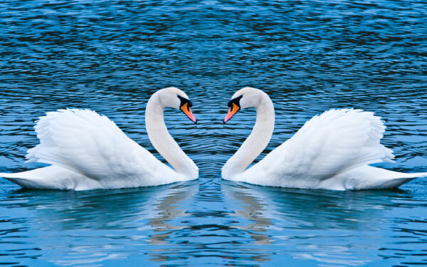 Wallpaper Love, Swan
