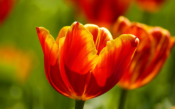 Wallpaper Beautiful, Tulips