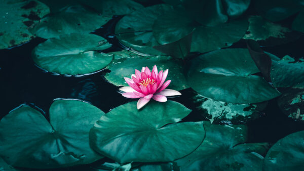 Wallpaper Lotus, Water, Flower