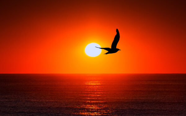 Wallpaper Silhouette, Sea, Sunset, Bird