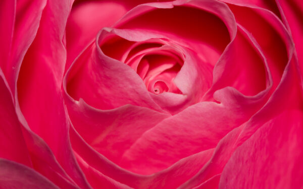 Wallpaper Rose, Pink, Perfect
