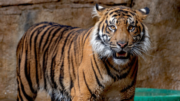 Wallpaper Sumatran, Zoo, Tiger