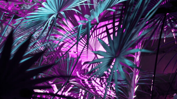 Wallpaper Leaves, Purple, Desktop, Green, Mobile