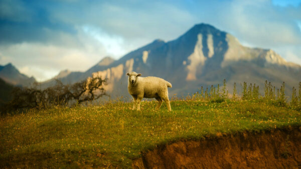 Wallpaper Zealand, New, Sheep