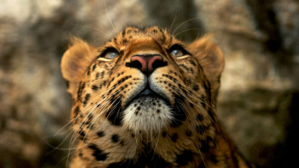 Wallpaper Yellow, Fur, Eyes, Pc, Images, Background, Cool, 4k, Leopard, Animals, Desktop, Blue