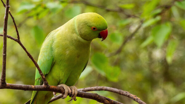 Wallpaper Parrot, Birds, Parakeet, Desktop, Sitting, Blur, Branch, Background, Green, Tree