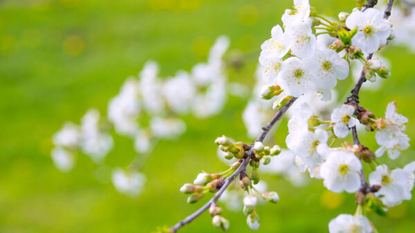 Wallpaper Flower, Branch, White, Blur, Blossom, Flowers, Background, Spring, Green