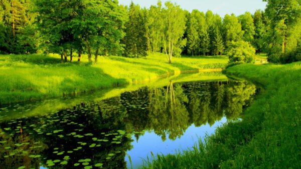 Wallpaper Reflection, With, Desktop, Covered, Grass, Leaves, Between, Forest, During, Lake, Daytime, Nature, Green