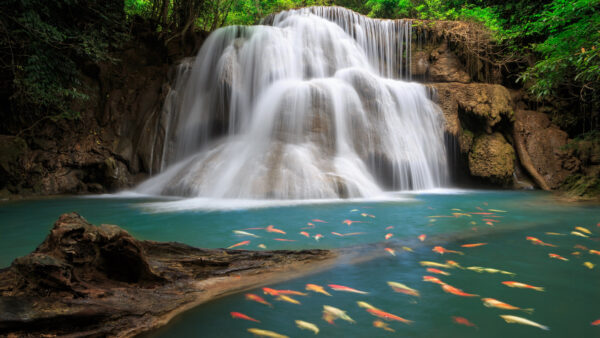 Wallpaper Body, Rocks, Trees, Nature, Between, Waterfall, Green, Desktop, Fishes, And, Water, Surrounded, Leafed