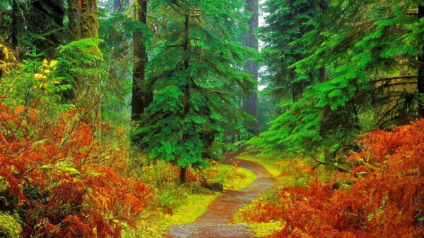 Wallpaper With, Path, High, Green, Side, Trees, Colorful, Plants, Between, Nature
