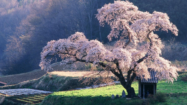 Wallpaper Pink, Blossom, Japanese, Cherry, Tree, Desktop