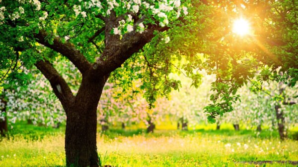 Wallpaper Nature, Trees, Sunrays, Flowers, With, White, Beautiful