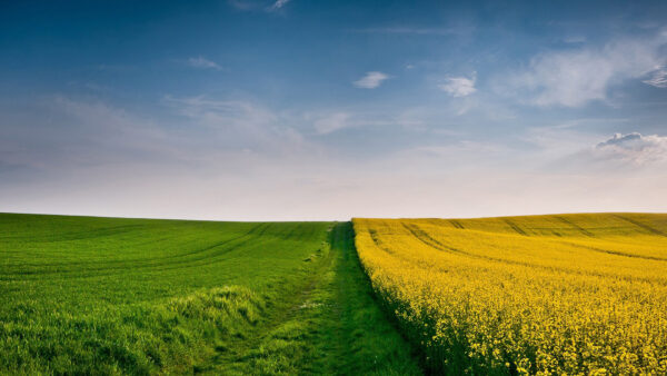 Wallpaper Nature, And, Under, Green, Field, Cloudy, Flowers, Blue, Yellow, Desktop, Sky, Grass, Beautiful