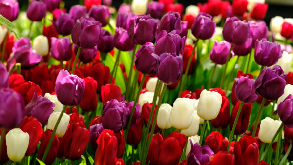 Wallpaper Plants, Desktop, Flowers, Colorful, Tulips, Mobile, Floral