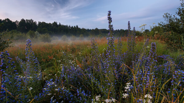 Wallpaper Desktop, Meadow, Nature, And, During, Field, Grass, Flowers, Morning, Dawn