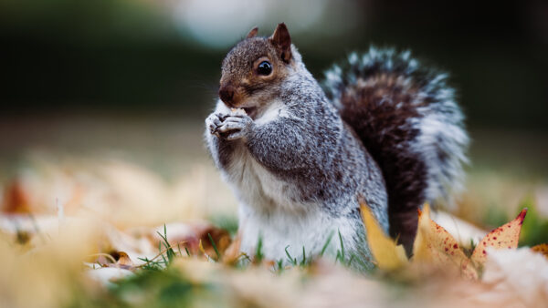 Wallpaper Black, Squirrel, Eyes, Desktop, Mobile, Fox