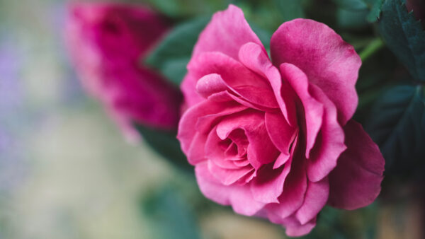 Wallpaper Desktop, Rose, Flowers, Closeup