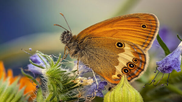 Wallpaper Brown, Purple, Dot, Desktop, Blur, Black, Yellow, Butterfly, Flower, Background