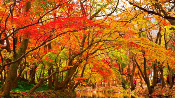 Wallpaper Desktop, Mobile, River, Park, Spring, Nature, Red, Autumn, Between, Green, Trees