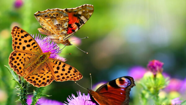 Wallpaper Butterfly, Butterflies, Purple, Brown, Flowers, Three