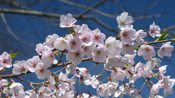 Wallpaper Sky, Petals, Sakura, Desktop, Blue, Background, Flowers, Mobile, Spring, White
