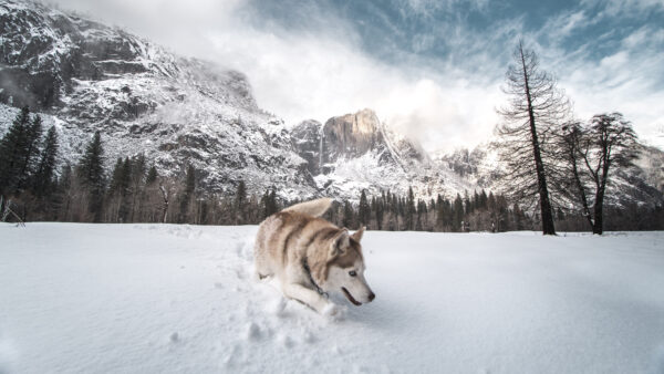 Wallpaper And, Mountain, Background, Trees, Husky, Standing, Siberian, Dog, Covered, Snow