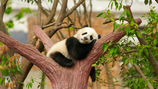 Wallpaper Black, Trunk, White, Background, Blur, Baby, Sitting, Sleeping, Panda, Tree