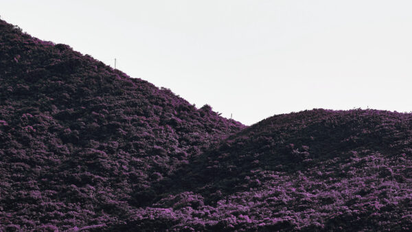 Wallpaper Mobile, Blue, Sky, Desktop, Slope, Purple, Plants, Mountain, Hill, Nature, Under