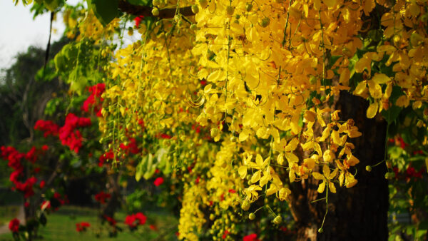 Wallpaper Trees, Beautiful, Flowers, Yellow, Branches