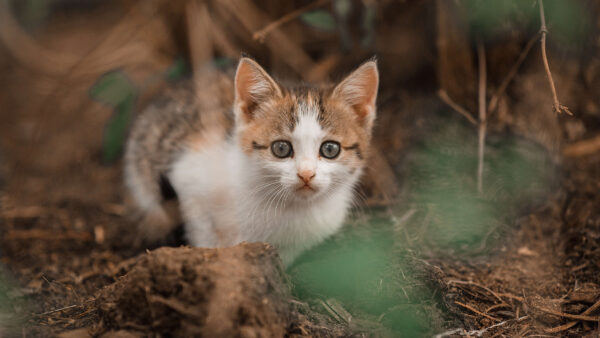 Wallpaper Animals, Background, Desktop, Kitten, With, Shallow