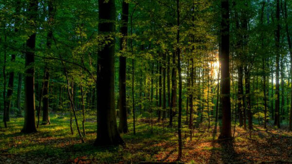 Wallpaper Nature, Forest, Background, Trees, Green