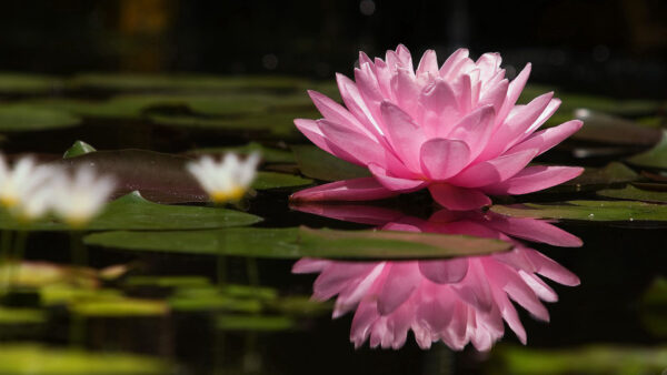 Wallpaper Surface, Flowers, Reflection, Floral, Swamp, Pink, Lily, Water, Green