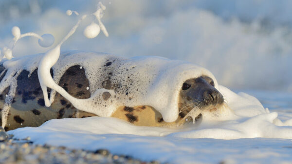 Wallpaper Foam, Water, Seal, Animals