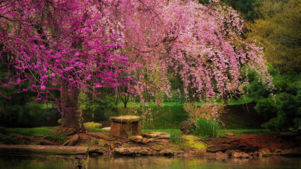 Wallpaper Beautiful, Mobile, Trees, Spring, Blossom, Bushes, Flowers, Green, Desktop, Tree, River, Pink, Nature, Branches