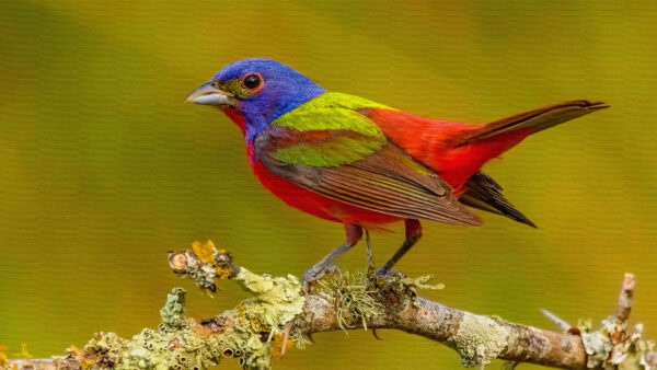Wallpaper Red, Branch, Blur, Tree, Blue, Bird, Green, Background, Birds, Standing, Emberiza