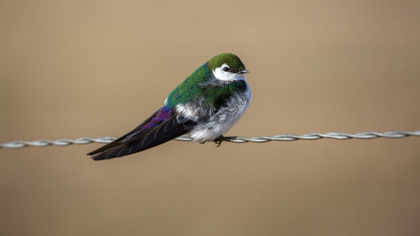 Wallpaper Birds, Swallow, Chainlink, Fence, Bird, Violet-Green