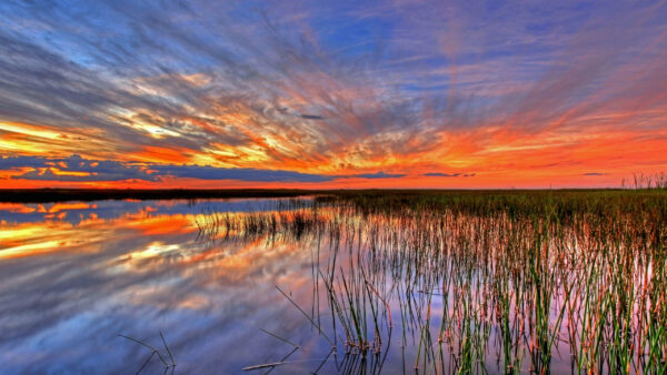 Wallpaper Sky, Reed, During, Sunset, Desktop, Nature, Under, Lake, And