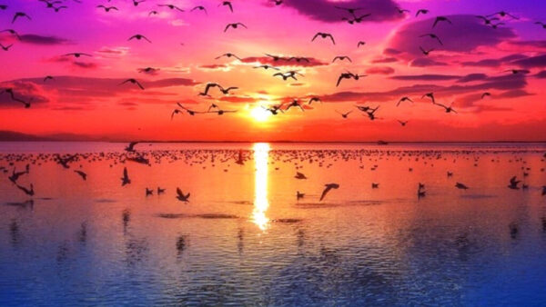 Wallpaper Sunrise, Reflection, Nature, Birds, Red, Clouds, Water, Beautiful, Below, Flying, Sky, Pink, View