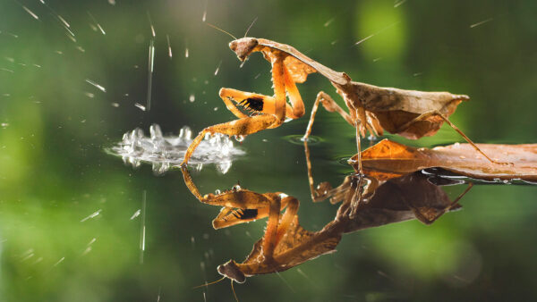 Wallpaper Praying, Water, Dead, Animals, Mantis, Leaf, Reflection