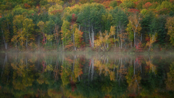 Wallpaper Trees, Foliage, Desktop, Lake, With, Reflection, Nature